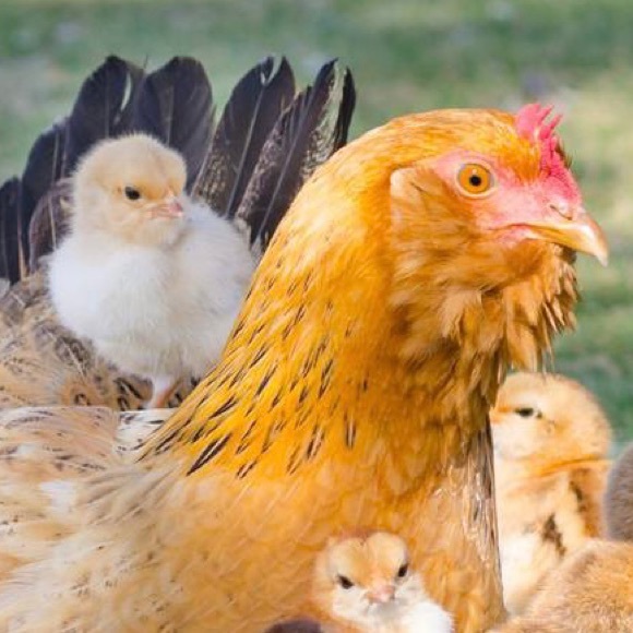 Meet your Posher, Kristina - Picture 1 of 2